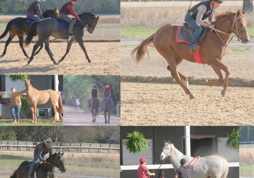 Aiken’s Top Equestrian Events: A Must-See Guide for Horse Lovers